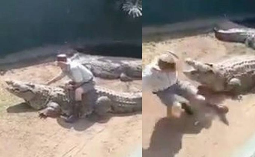 Crocodilo de 4,5 metros quase arranca órgãos genitais de cuidador durante apresentação, na África do Sul; veja vídeo