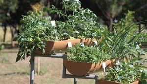 horta em casa