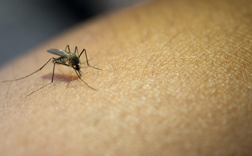 Especialistas alertam sobre proliferação de mosquito da dengue em apartamentos