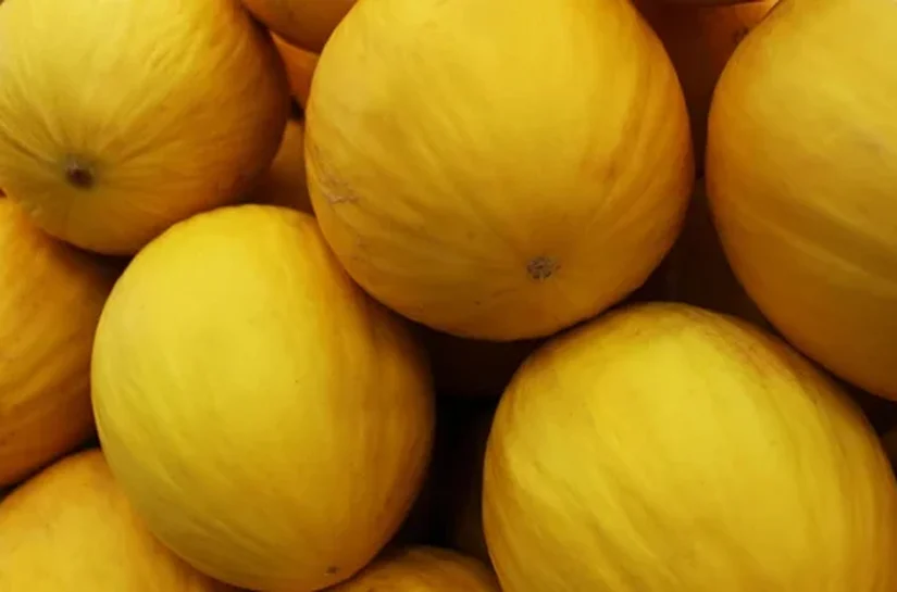 Nordeste se destaca na produção nacional de dez culturas agrícolas