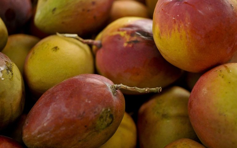 Abrafrutas apoia plano e pede atenção a pequenos produtores