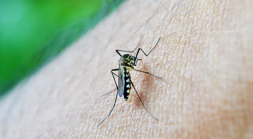 mosquito / Foto: Foto: Nuzeee/Pixabay