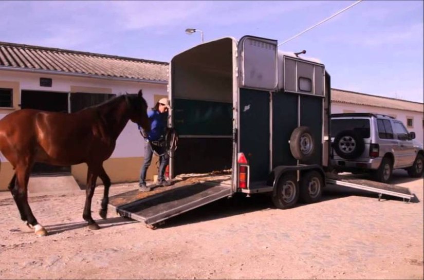 ALE aprova projeto que institui o Passaporte Equestre para o transporte de animais em Alagoas