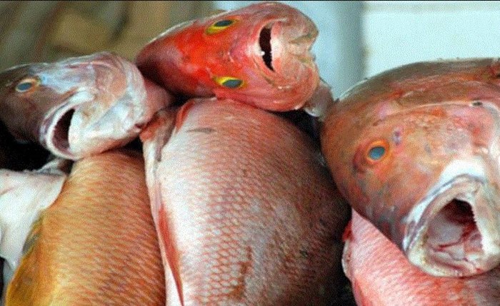 Pescado Pescado