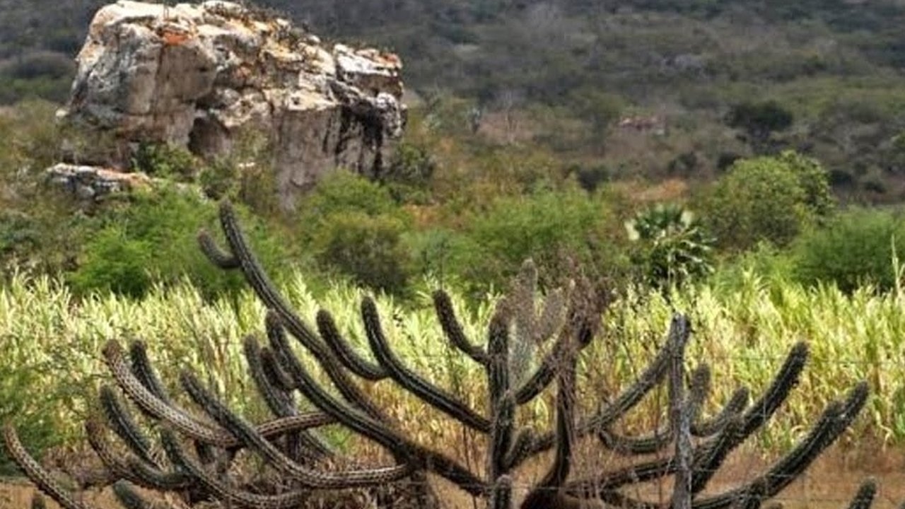 Caatinga enfrenta processo acelerado de degradação, alerta especialista