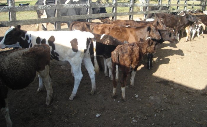 Vacinação contra a brucelose começa em 1º de janeiro