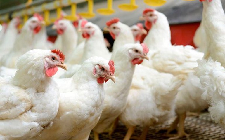 Trump isenta produtos agrícolas brasileiros de tarifa extra