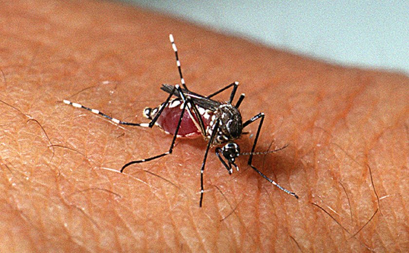 Dengue: como os mosquitos 'Aedes' decidem onde colocar seus ovos
