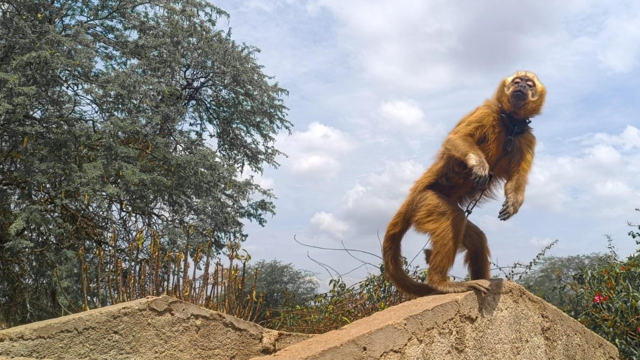 Macaco prego galego resgatado durante a FPI recebe cuidados no Centro de Triagem de Animais Silvestres