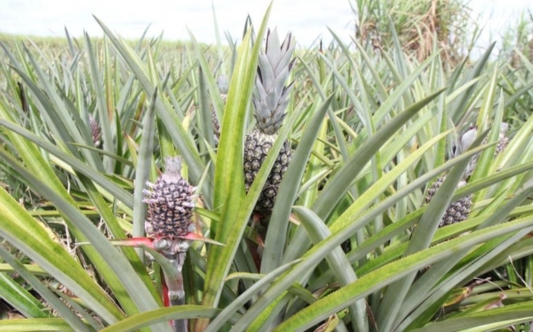 Em Arapiraca, expectativa de produtores de abacaxi é de safra recorde para 2019