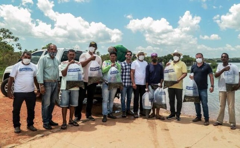 Parceria entre Prefeitura de Penedo e Codevasf distribui alevinos para piscicultores