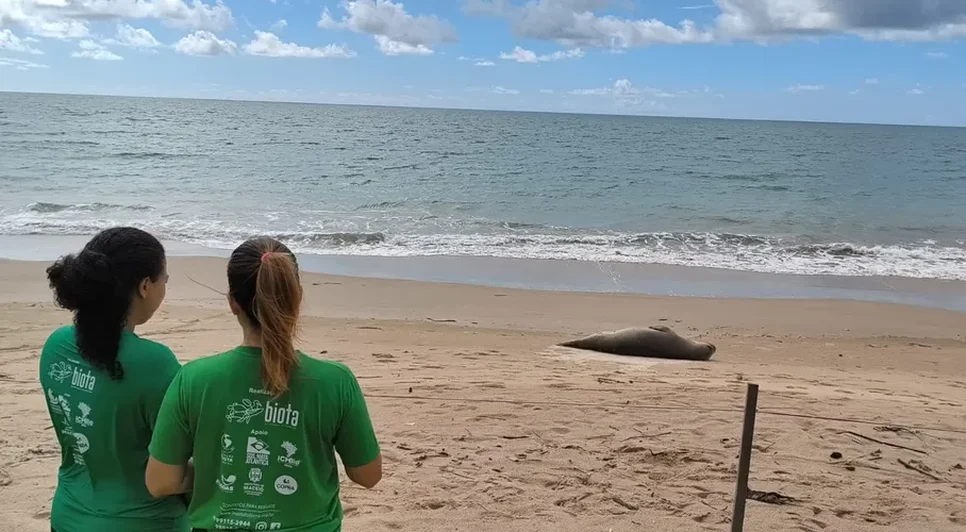 Agentes do Biota avaliam animal. Biota / Foto: Agentes do Biota avaliam animal. Biota