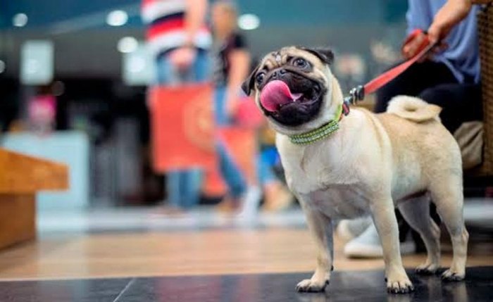 Pets poderão acompanhar seus donos em alguns ambientes do shopping