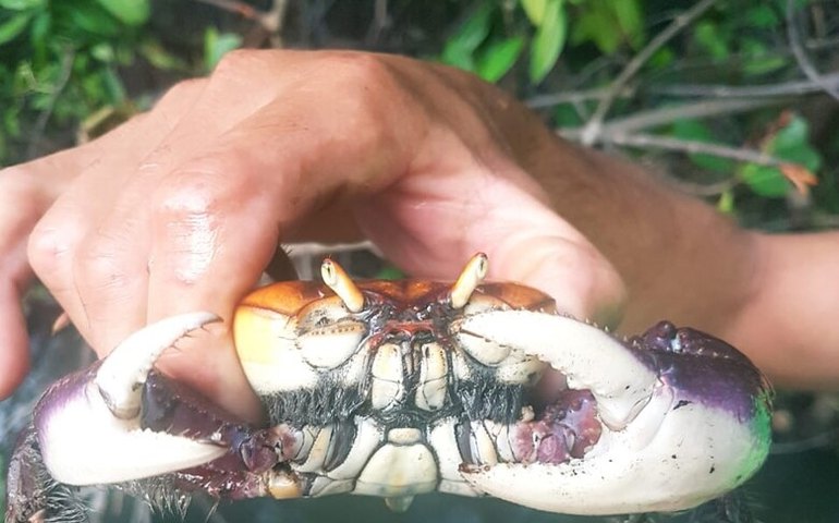 Prefeitura de Coruripe reforça fiscalização durante o período de reprodução do caranguejo-uçá