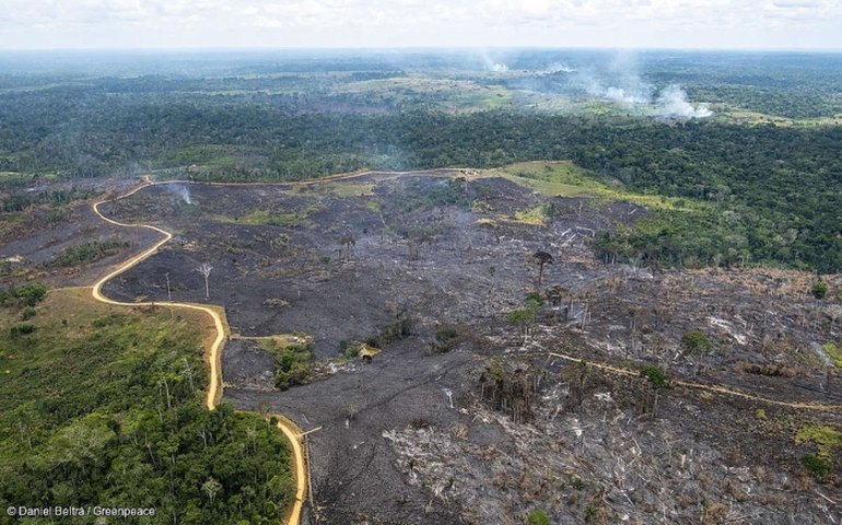 Justiça Federal cobra resposta do governo sobre volume recorde de desmatamento