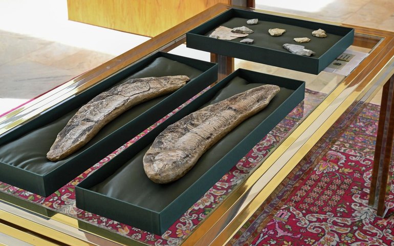 Fósseis brasileiros recuperados na Argentina e Itália são devolvidos ao país