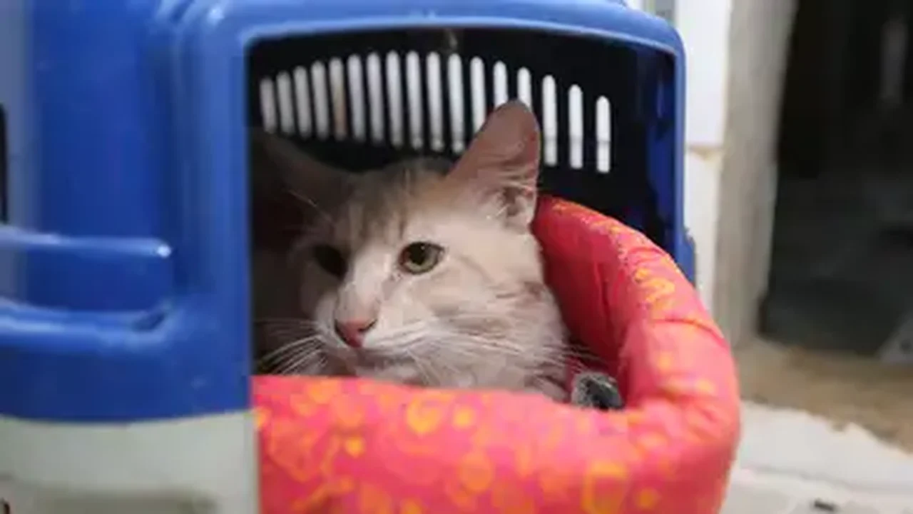 Por um fio: 'Equipe de resgate' improvisada ajuda gato preso em situação peculiar no Peru