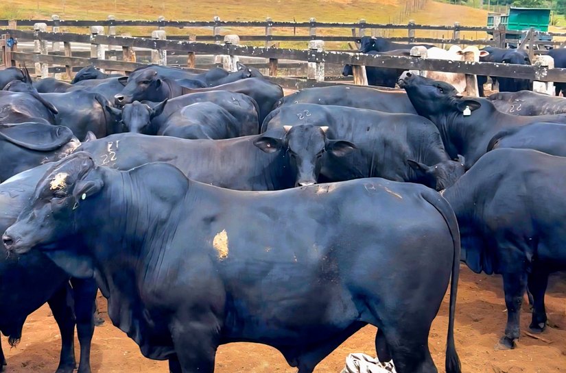 Boitel Pindorama estreia no mercado internacional com exportação para a Turquia