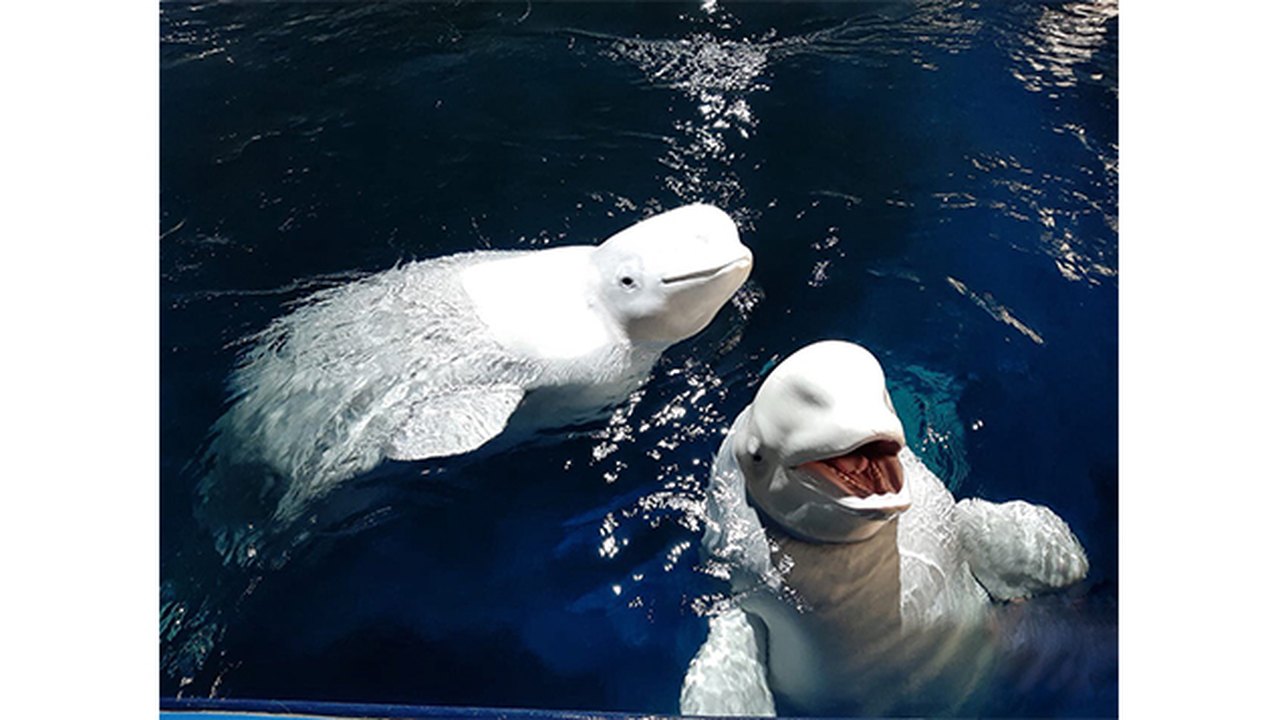 Duas belugas são levadas da Ucrânia à Espanha em operação de 'alto risco'; vídeo 