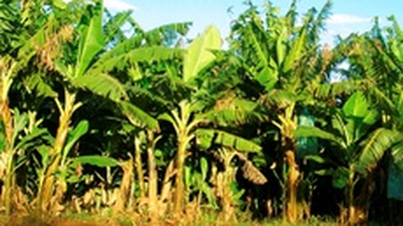Produção de banana é fortalecida no Vale do Mundaú