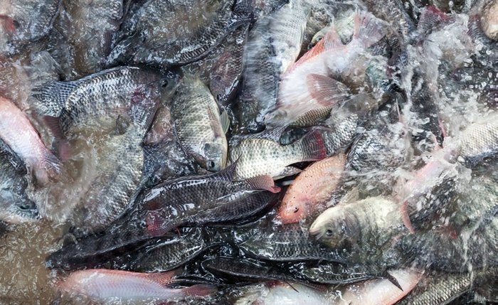 Alagoas produziu 8 mil toneladas de peixe de cultivo, sendo 5,3 da espécie tilápia