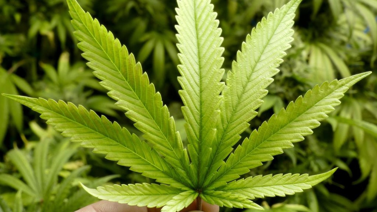 Anvisa aprova primeiro produto à base de maconha no País