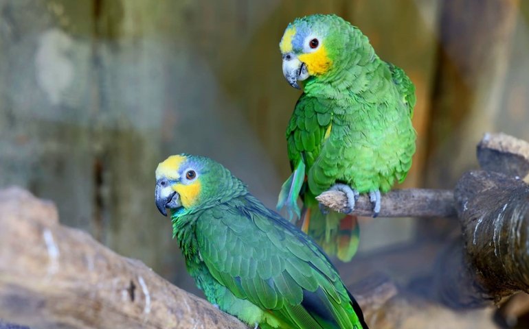 Ministério Público, IMA e IPMA analisam contribuições do grupo de trabalho e consolidam diretrizes do Plano de Ação Estadual do Papagaio-do-mangue