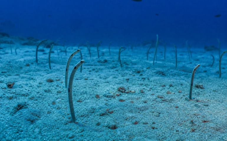 Peixes que parecem plantas: enguias criam “jardim vivo” no fundo do mar