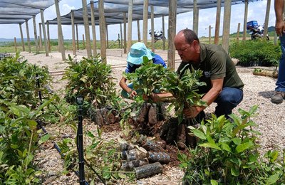 Viveiro da Conasa Águas do Sertão entrega 700 mudas nativas ao IMA para recuperar biomas de Alagoas