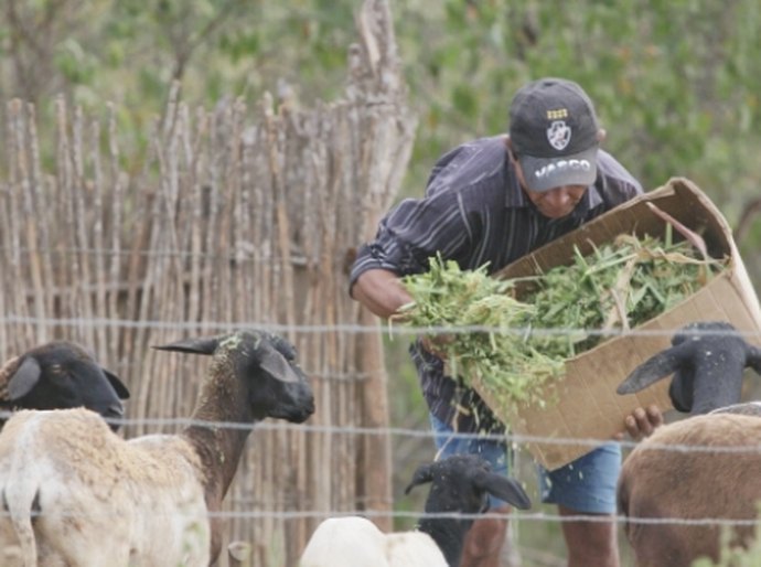 Produtores de Batalha e Traipu buscam recurso para melhorias da produção
