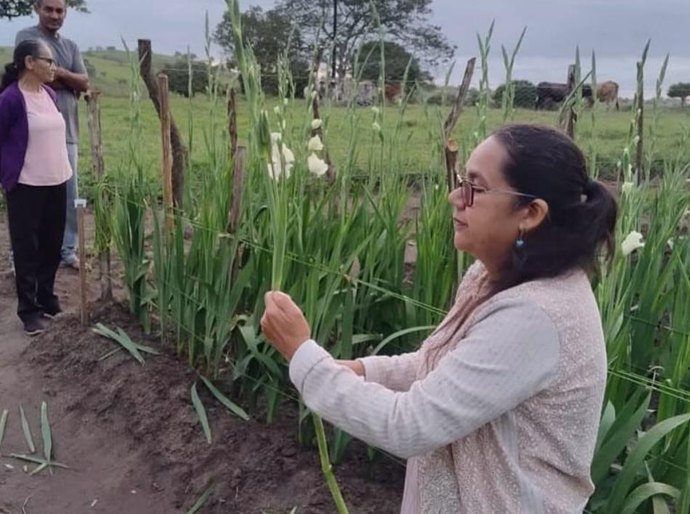 Mar Vermelho/AL inicia colheita de gladíolos florescendo novas oportunidades econômicas