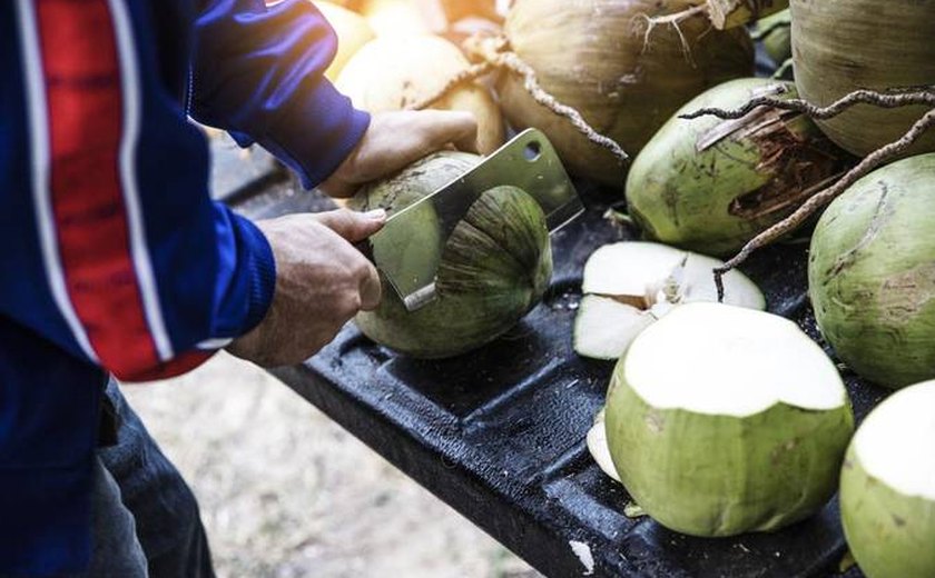 Plenário define incentivos à produção de coco no Brasil