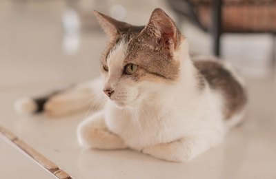 Gabinete da Causa Animal alerta sobre os cuidados ao deixar os pets sozinhos