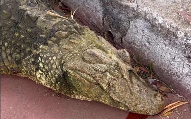 Disputa mortal: jacaré é encontrado morto no Lago do Goiti após briga por território; Prefeitura descarta ação humana