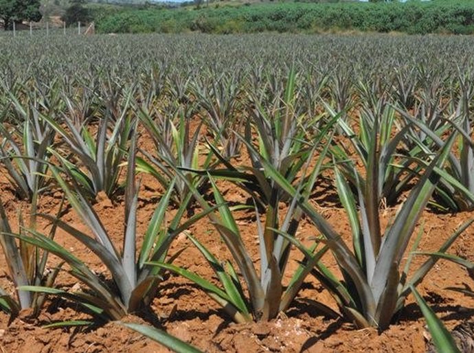 APL Fruticultura no Agreste ganha primeira unidade demonstrativa