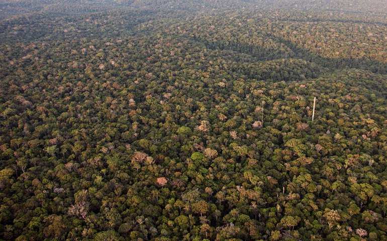 Florestas e rastros de destruição contam história do Brasil em novo livro