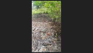 População relata mortandade de peixes no Rio Piauí em Estância.jpg