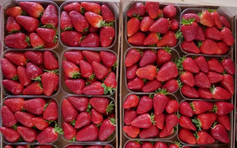 Itália celebra abertura de mercado brasileiro para mudas de morango