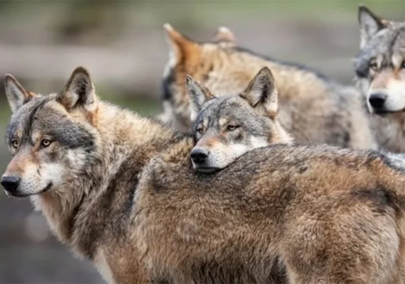 Justiça holandesa permite disparos de bolas de tintas contra lobos que representem perigo