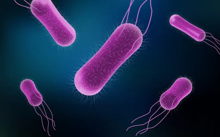 Surto de salmonela ligado a saladas contaminadas deixa 50 doentes na Europa