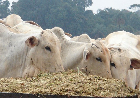 Ministério da Agricultura investiga morte de centenas de animais após uso de vacina