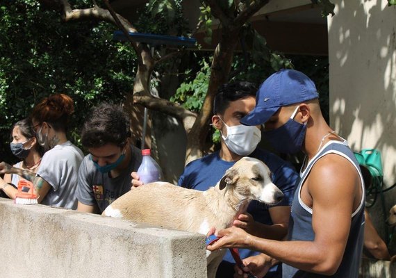 Abrigo São Cão promove feira de adoção neste sábado