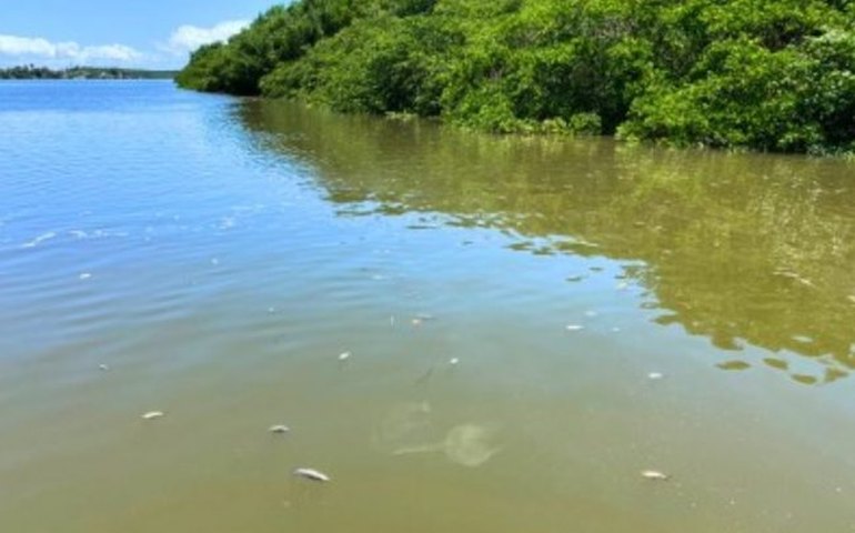Audiência pública irá debater mortandade de peixes no rio Santo Antônio
