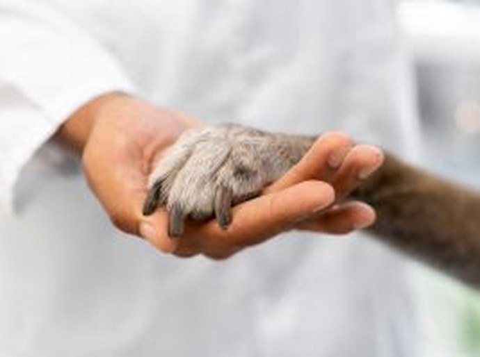 Estudo revela que dois terços dos veterinários brasileiros estão se especializando