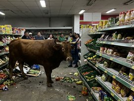 Touro foge e invade supermercado no Equador