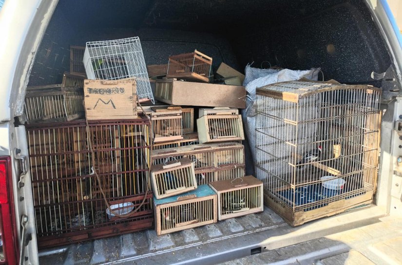 Protetor dos Biomas: PM apreende 442 animais silvestres em Alagoas
