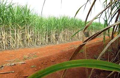 Produção de açúcar no Nordeste deve se recuperar com mais oferta de cana e avanço tecnológico no campo
