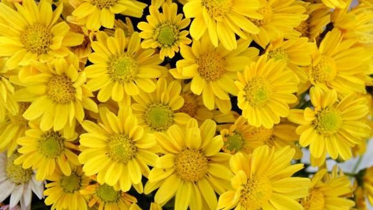 7º Festival das Flores de Holambra ocorrerá em Maceió este mês