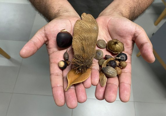 Alagoas Mais Verde: projeto incentiva a arborização através de doações de mudas