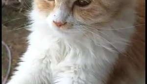 gata desaparecida